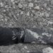 Nueva muerte violenta se registra en el municipio de Saravena