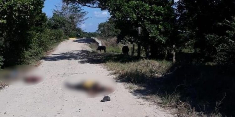 Violencia sin límites: Ola de homicidios y secuestros siguen en aumento en el departamento de Arauca