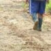 Alertan sobre la presencia de minas y explosivos cercanos a una escuela rural en Tame