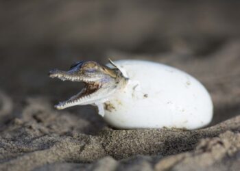 Ofrecen estímulo económico a quienes sean protectores de nidos del caimán llanero en los ríos Lipa, Ele y Cravo Norte