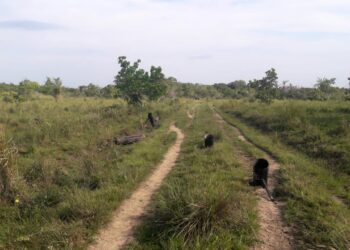 Ejército desactivó cinco áreas minadas con más de 37 artefactos explosivos en Arauca