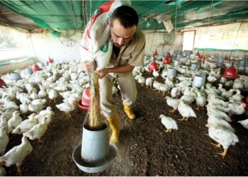 MinAgricultura reembolsará hasta el 20% del valor de insumos a pequeños productores del municipio de Arauca