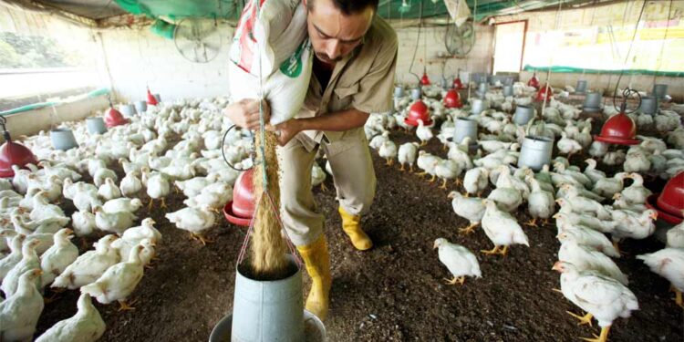 MinAgricultura reembolsará hasta el 20% del valor de insumos a pequeños productores del municipio de Arauca