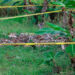 Enero rojo en el departamento de Arauca. Continúan las hostilidades y enfrentamientos entre las guerrillas del ELN y las FARC
