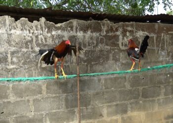 ICA prohíbe transitoriamente las peleas de gallos en el país por influenza aviar