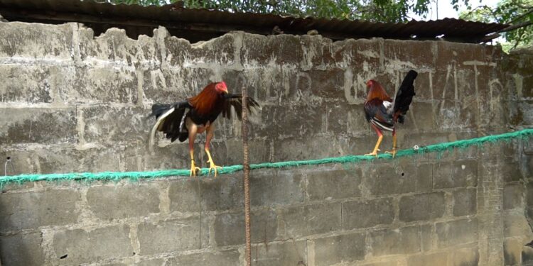 ICA prohíbe transitoriamente las peleas de gallos en el país por influenza aviar
