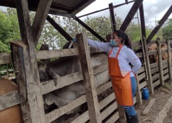Arrancó la vacunación contra fiebre aftosa en zonas de frontera con Venezuela