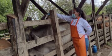 Arrancó la vacunación contra fiebre aftosa en zonas de frontera con Venezuela