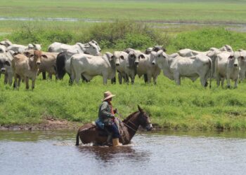 Arauca con mayor número de ganaderos que quieren vender tierras al Gobierno Nacional