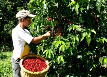 Aumentó la producción de café, pero bajaron las exportaciones en febrero