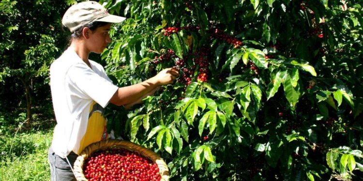 Aumentó la producción de café, pero bajaron las exportaciones en febrero