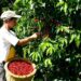 Aumentó la producción de café, pero bajaron las exportaciones en febrero