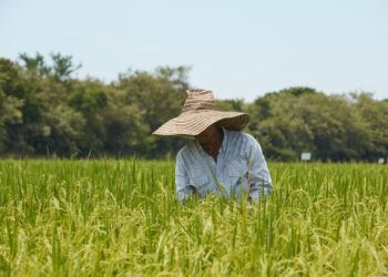 Fedearroz pide a productores evitar sobre oferta