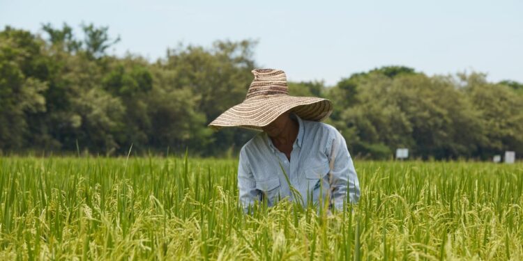 Fedearroz pide a productores evitar sobre oferta