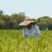 Fedearroz pide a productores evitar sobre oferta