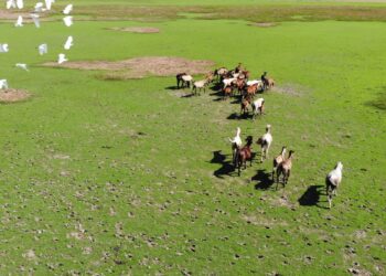 Arauca sigue liderando las ofertas de venta de tierras al gobierno