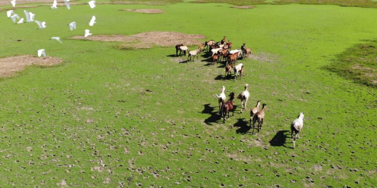 Arauca sigue liderando las ofertas de venta de tierras al gobierno