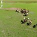 Arauca sigue liderando las ofertas de venta de tierras al gobierno
