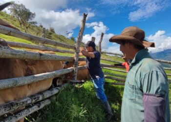 Ciclo Adicional contra fiebre aftosa en zonas de frontera con Venezuela logró el 99,2 % de cobertura