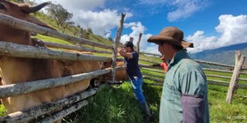 Ciclo Adicional contra fiebre aftosa en zonas de frontera con Venezuela logró el 99,2 % de cobertura