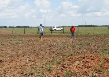 Inician prueba piloto con cultivo de Soya para mejorar producción en Arauca