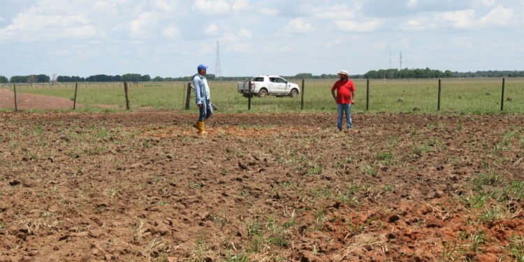 Inician prueba piloto con cultivo de Soya para mejorar producción en Arauca