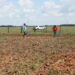Inician prueba piloto con cultivo de Soya para mejorar producción en Arauca