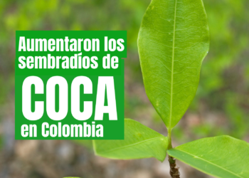 hoja de coca