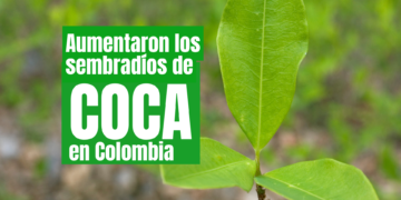 hoja de coca