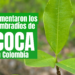hoja de coca