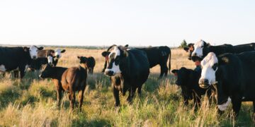 Ganado bovino