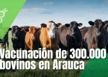 Arauca inicia segundo ciclo de vacunación bovina contra fiebre aftosa y brucelosis