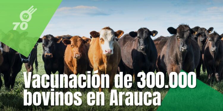 Arauca inicia segundo ciclo de vacunación bovina contra fiebre aftosa y brucelosis
