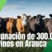 Arauca inicia segundo ciclo de vacunación bovina contra fiebre aftosa y brucelosis