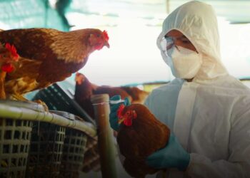 Colombia enfrenta aumento de casos de influenza aviar en regiones costeras