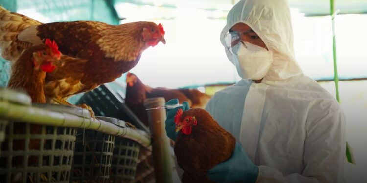 Colombia enfrenta aumento de casos de influenza aviar en regiones costeras