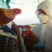 Colombia enfrenta aumento de casos de influenza aviar en regiones costeras