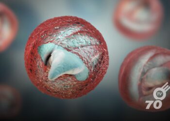 Estudio revela presencia del parásito Cryptosporidium spp. en el ganado de Arauca