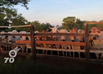 Se reportó el robo de 200 reses en una finca de Arauca, marcando el primer caso de abigeato del año 2024.