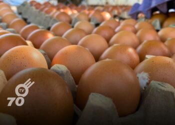 La Federación Nacional de Avicultores de Colombia (Fenavi) analiza la reciente disminución en los precios de huevos en el mercado nacional.