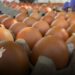 La Federación Nacional de Avicultores de Colombia (Fenavi) analiza la reciente disminución en los precios de huevos en el mercado nacional.