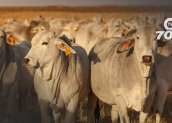 La campaña de vacunación contra la fiebre aftosa alcanza el 17,4% de su objetivo, cubriendo 300.000 animales en zonas críticas de Colombia.