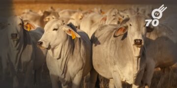 La campaña de vacunación contra la fiebre aftosa alcanza el 17,4% de su objetivo, cubriendo 300.000 animales en zonas críticas de Colombia.