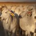 La campaña de vacunación contra la fiebre aftosa alcanza el 17,4% de su objetivo, cubriendo 300.000 animales en zonas críticas de Colombia.