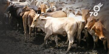 El sistema de Guías Sanitarias en Arauca está inactivo, complicando la comercialización de ganado y afectando a productores.