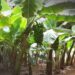 En Puerto Rondón, campesinos no pueden movilizar productos por restricciones de grupos armados y mal estado de vías, según líder comunal.