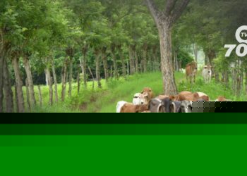 Colombia avanza en la protección ganadera con más de un millón de animales vacunados contra la fiebre aftosa en zonas fronterizas.