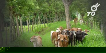 Colombia avanza en la protección ganadera con más de un millón de animales vacunados contra la fiebre aftosa en zonas fronterizas.