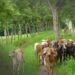Colombia avanza en la protección ganadera con más de un millón de animales vacunados contra la fiebre aftosa en zonas fronterizas.