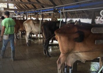 FEDEGÁN destinó $4000 millones para el apoyo y estabilización de precios en el sector lechero colombiano.